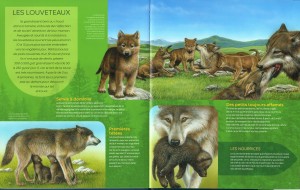 page int loups